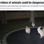 AI videos of animals could be dangerous. Here’s how to spot them. [Popular Science]